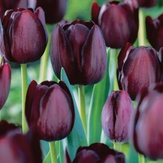 Queen of Night Tulip Thumbnail